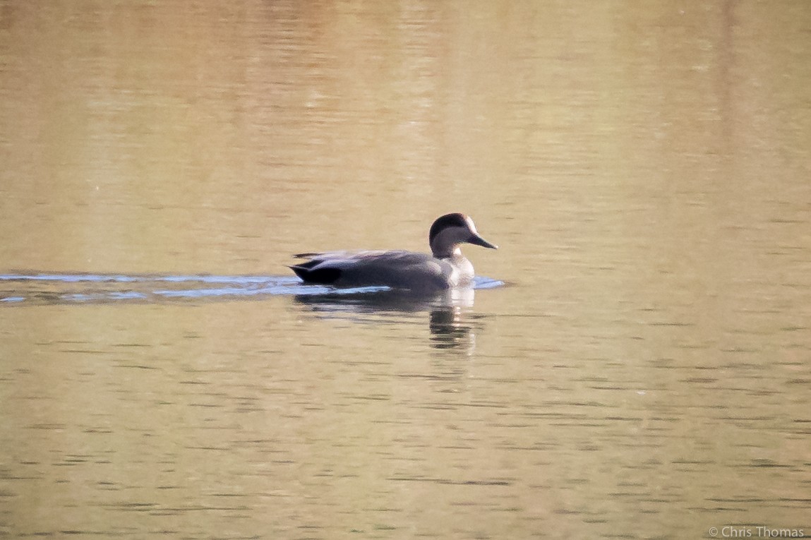 Gadwall - ML188446511