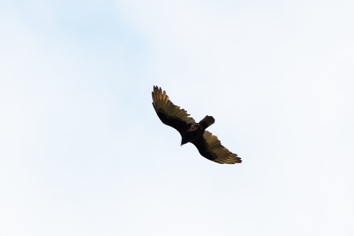 Turkey Vulture - ML188447091