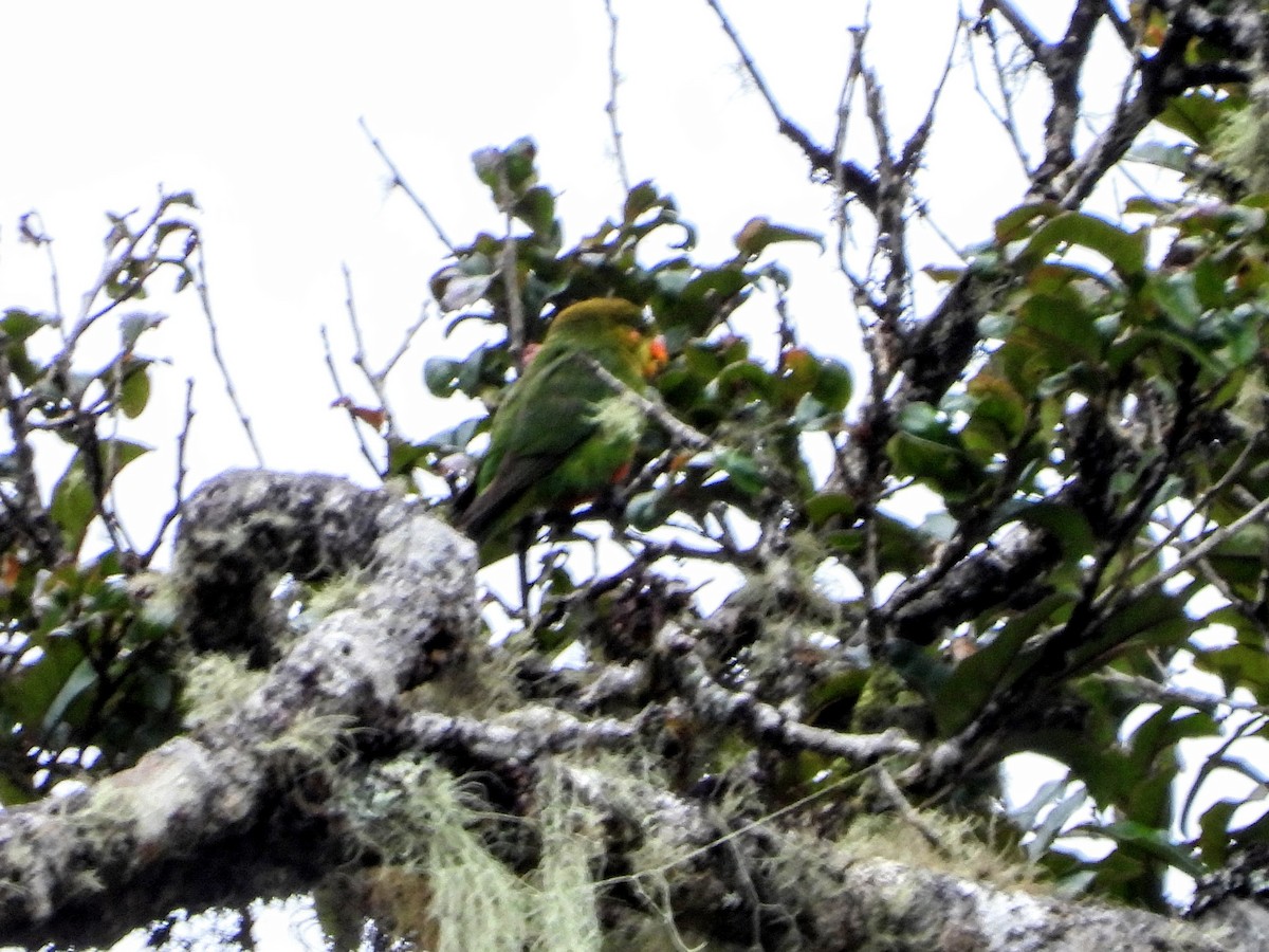 Orange-billed Lorikeet - ML188447741