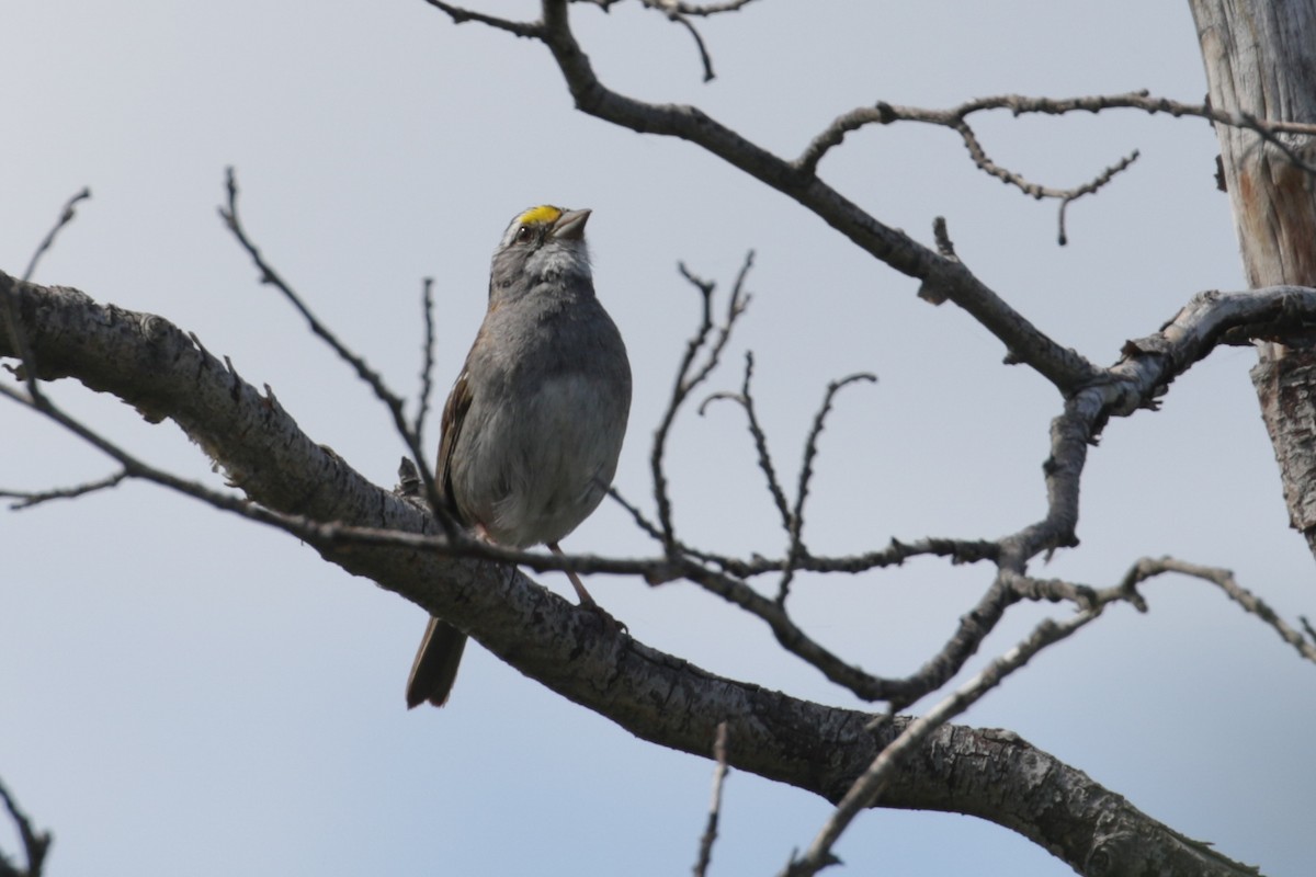 White-throated Sparrow - ML188447781