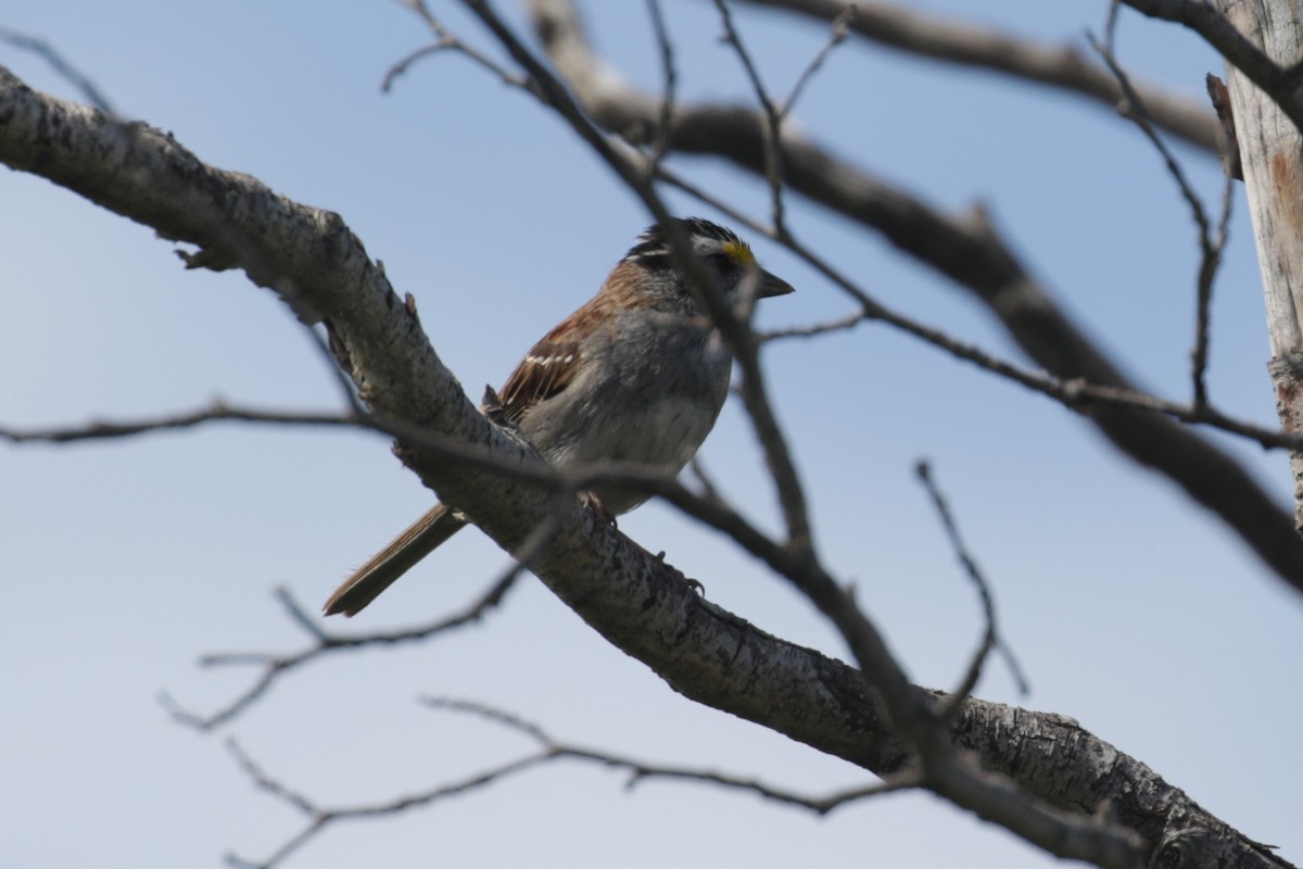 White-throated Sparrow - ML188447791