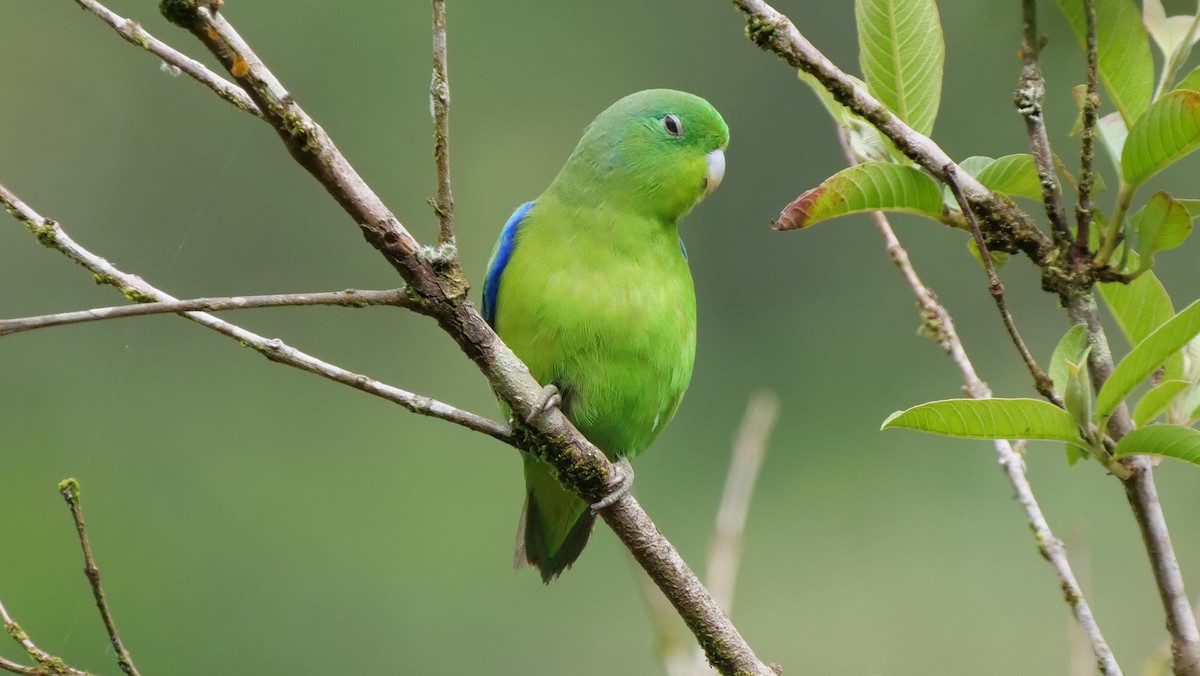 Blauflügel-Sperlingspapagei - ML188448011