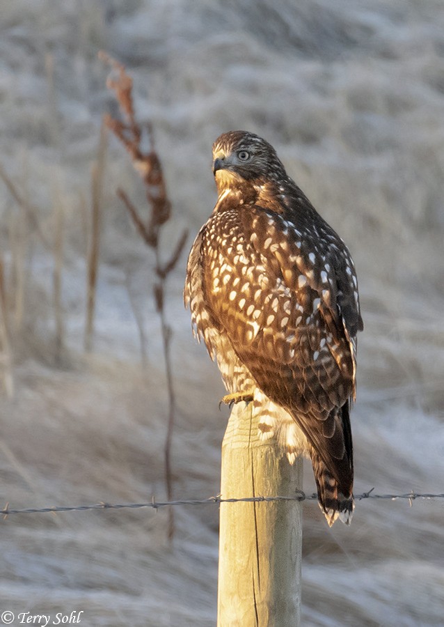 Red-tailed Hawk - ML188450241