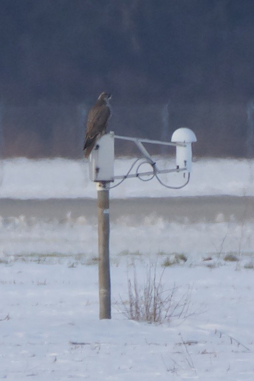 Gyrfalcon - ML188451051