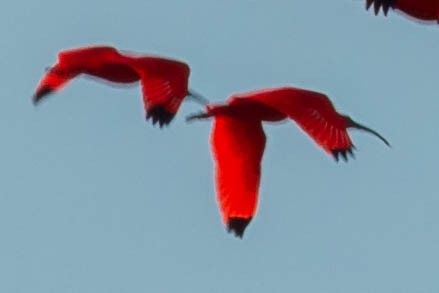 ibis rudý - ML188451141