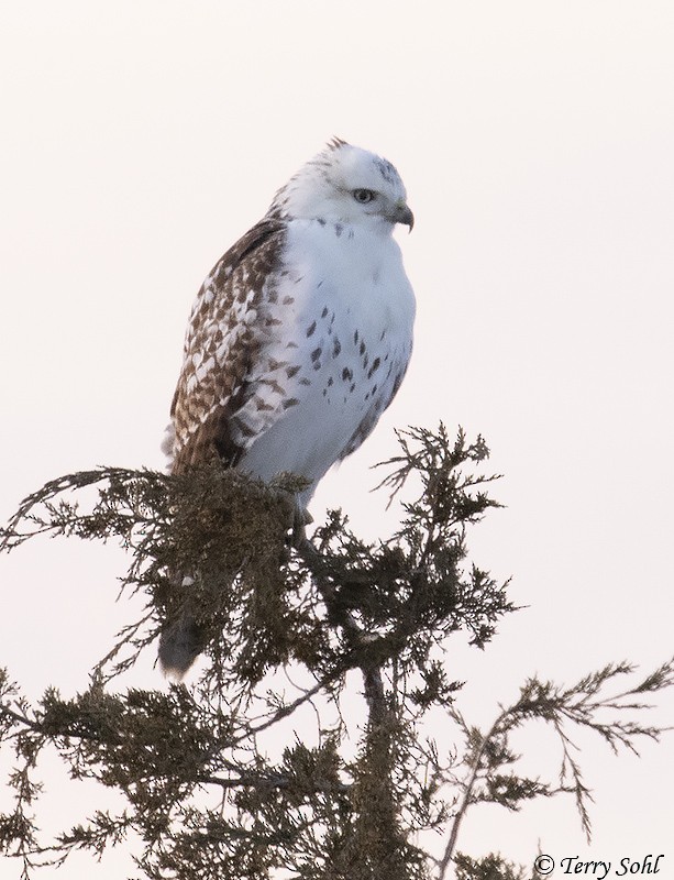 Red-tailed Hawk - ML188452291