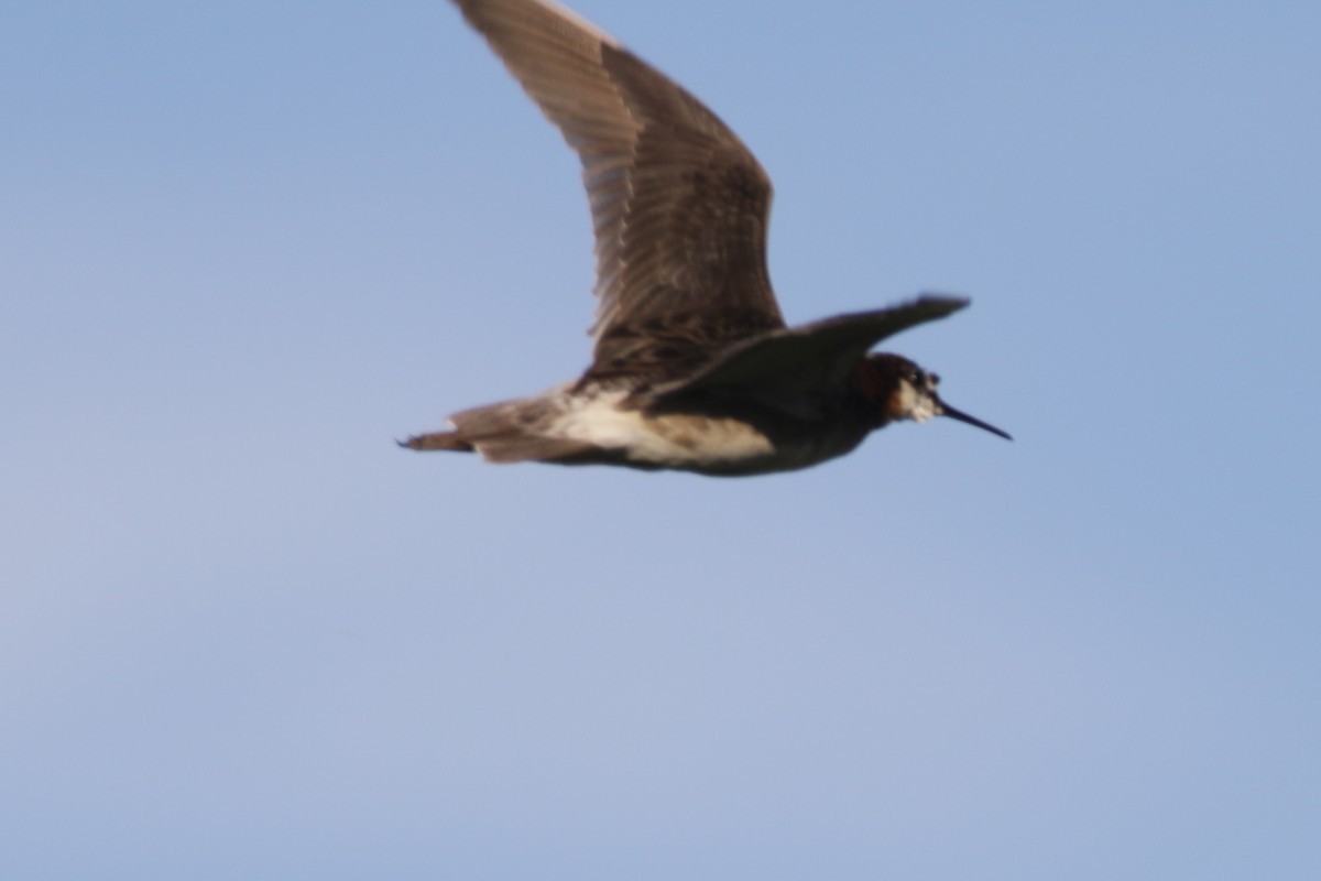 Wilson's Phalarope - ML188453191