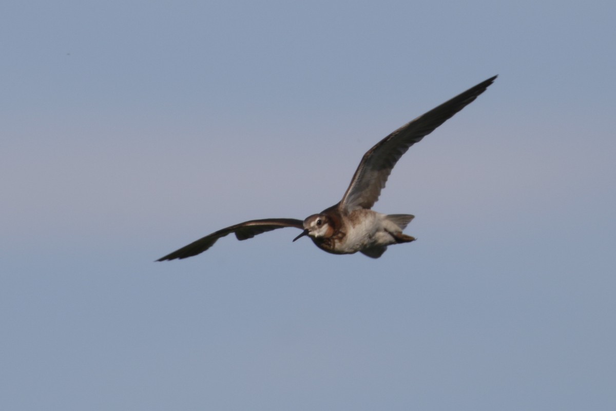 Wilson's Phalarope - ML188453211