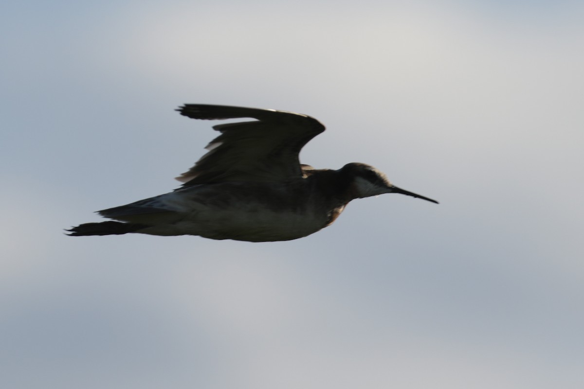 Phalarope de Wilson - ML188453221