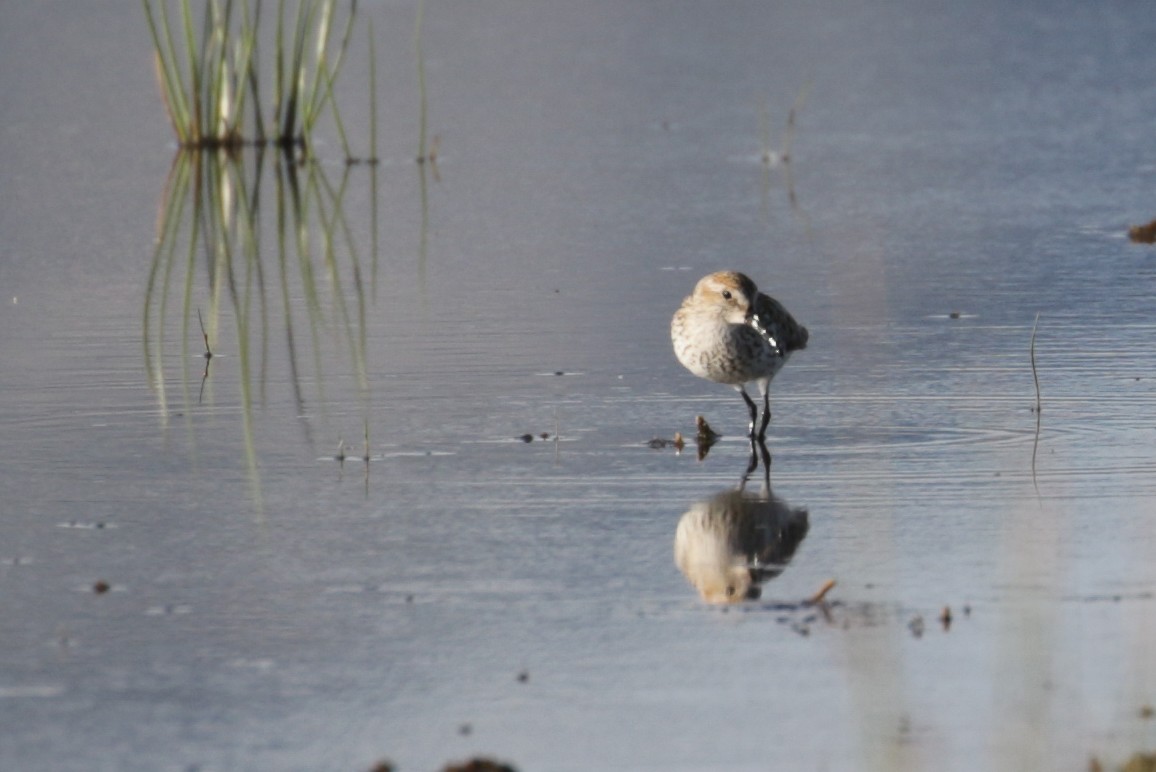 Western Sandpiper - ML188453351