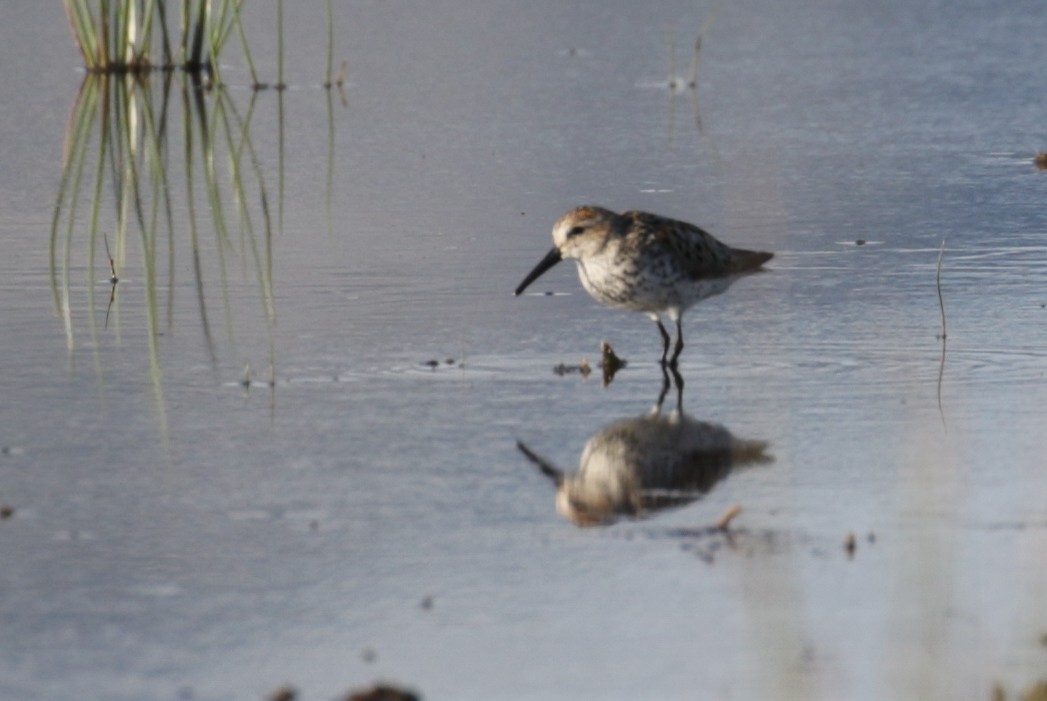 Western Sandpiper - ML188453361