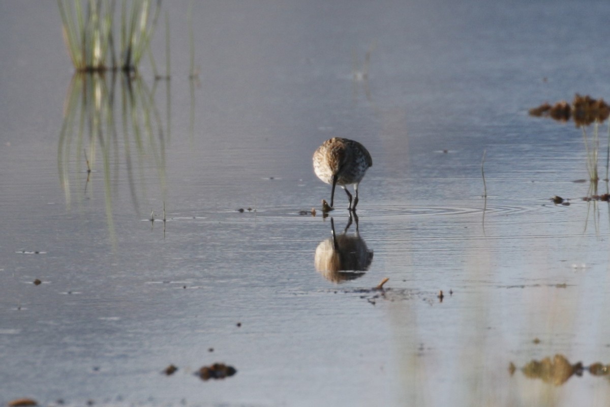 Western Sandpiper - ML188453371