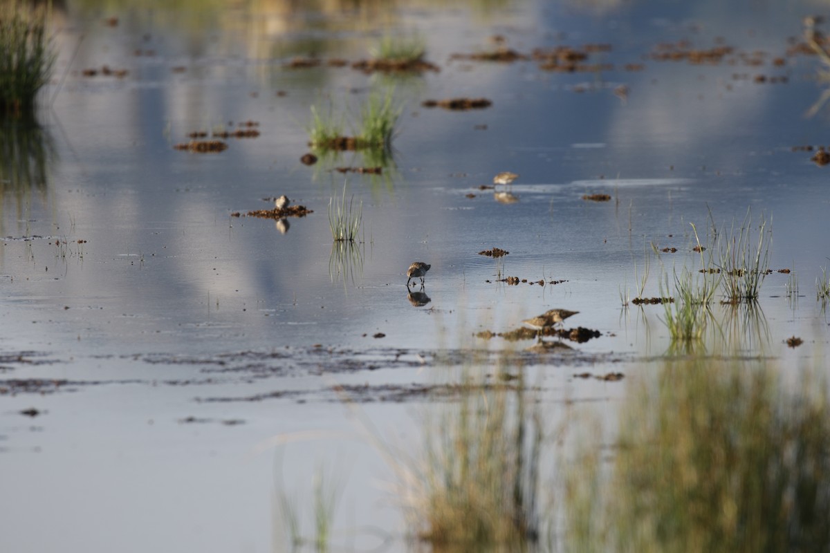 Western Sandpiper - ML188453411