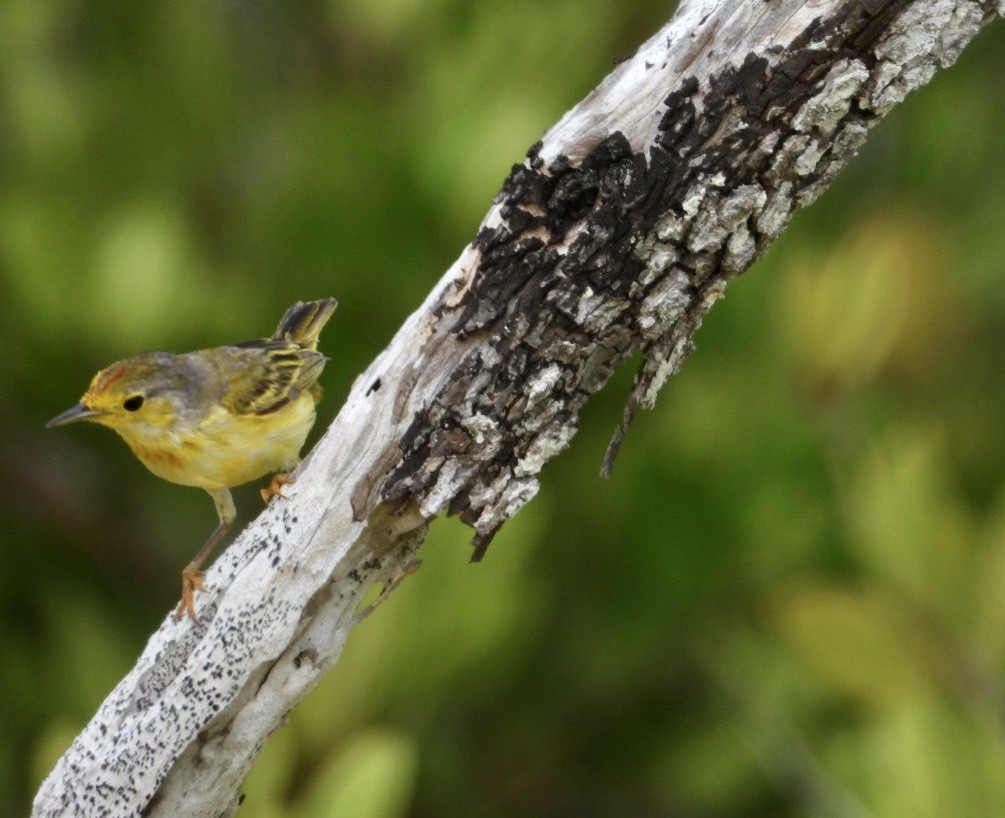 Northern/Mangrove Yellow Warbler - ML188454121