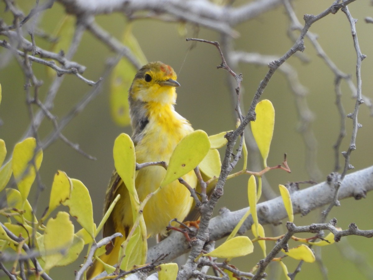 Northern/Mangrove Yellow Warbler - ML188454131