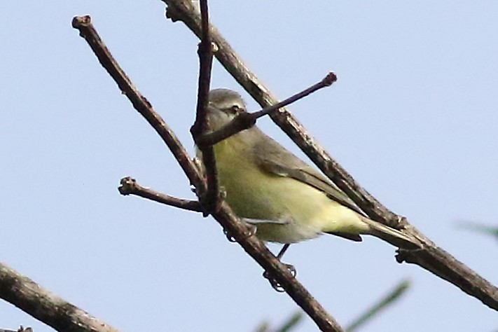 Philadelphia Vireo - Mark L. Hoffman