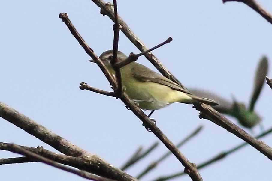 Philadelphia Vireo - ML188454881