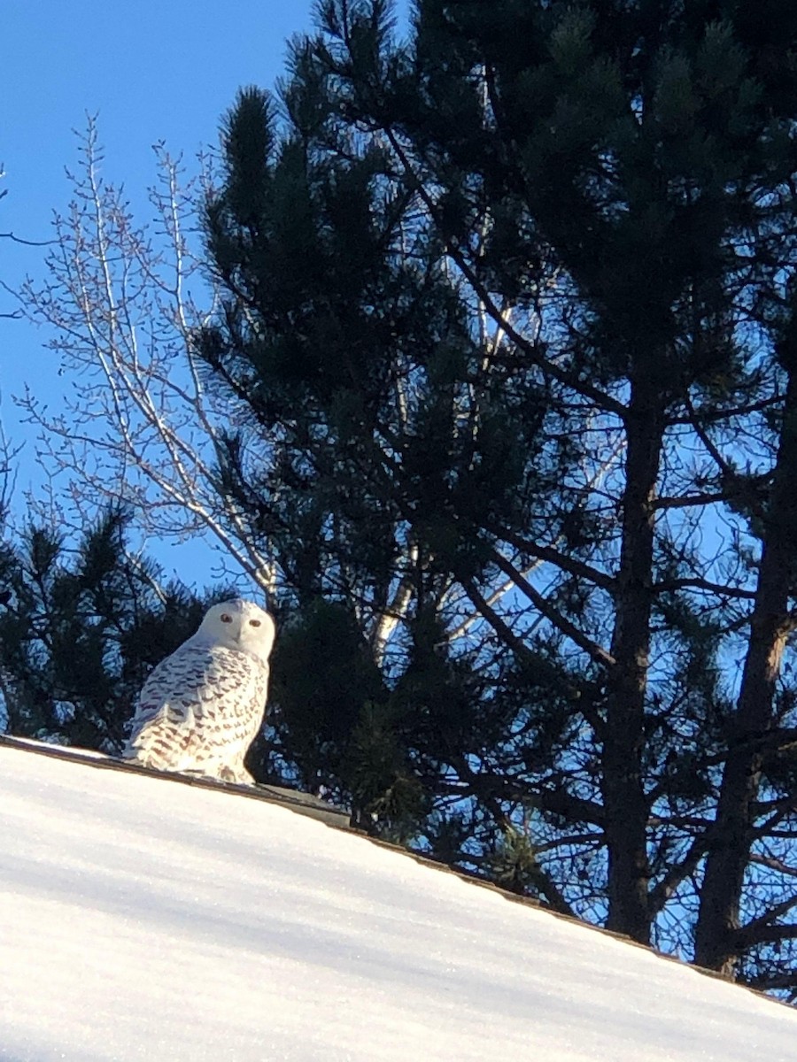 Snowy Owl - ML188455281