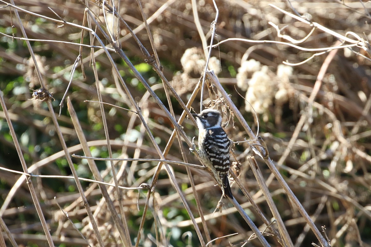 Japanese Pygmy Woodpecker - ML188455511