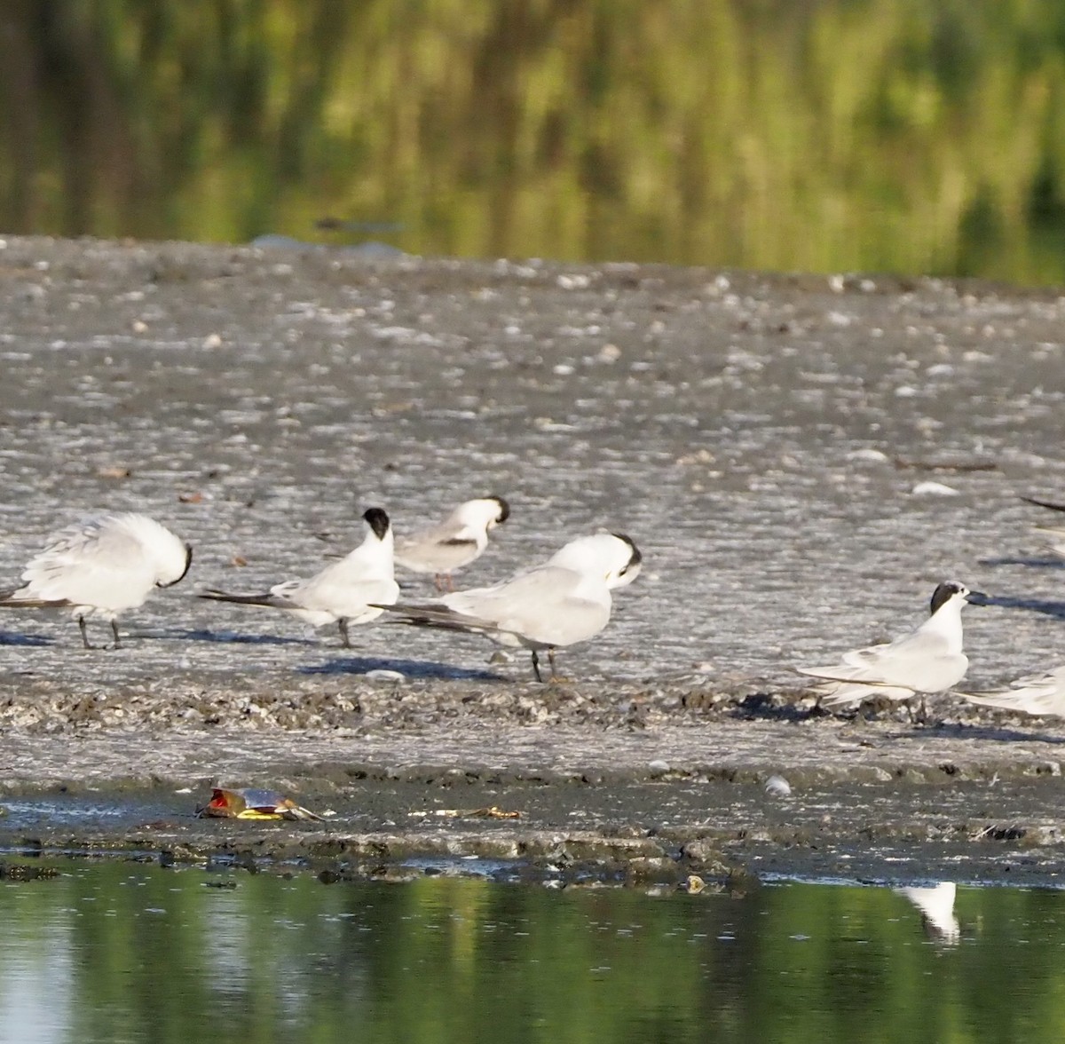 Common Tern - Yve Morrell