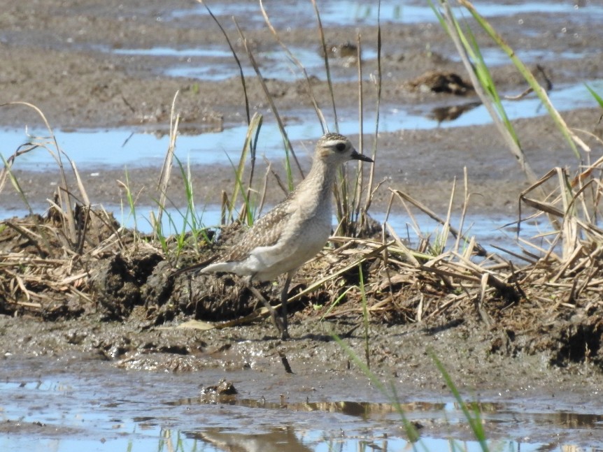 American Golden-Plover - Daniel Garrigues