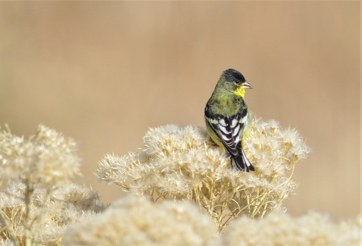 Lesser Goldfinch - ML188456521