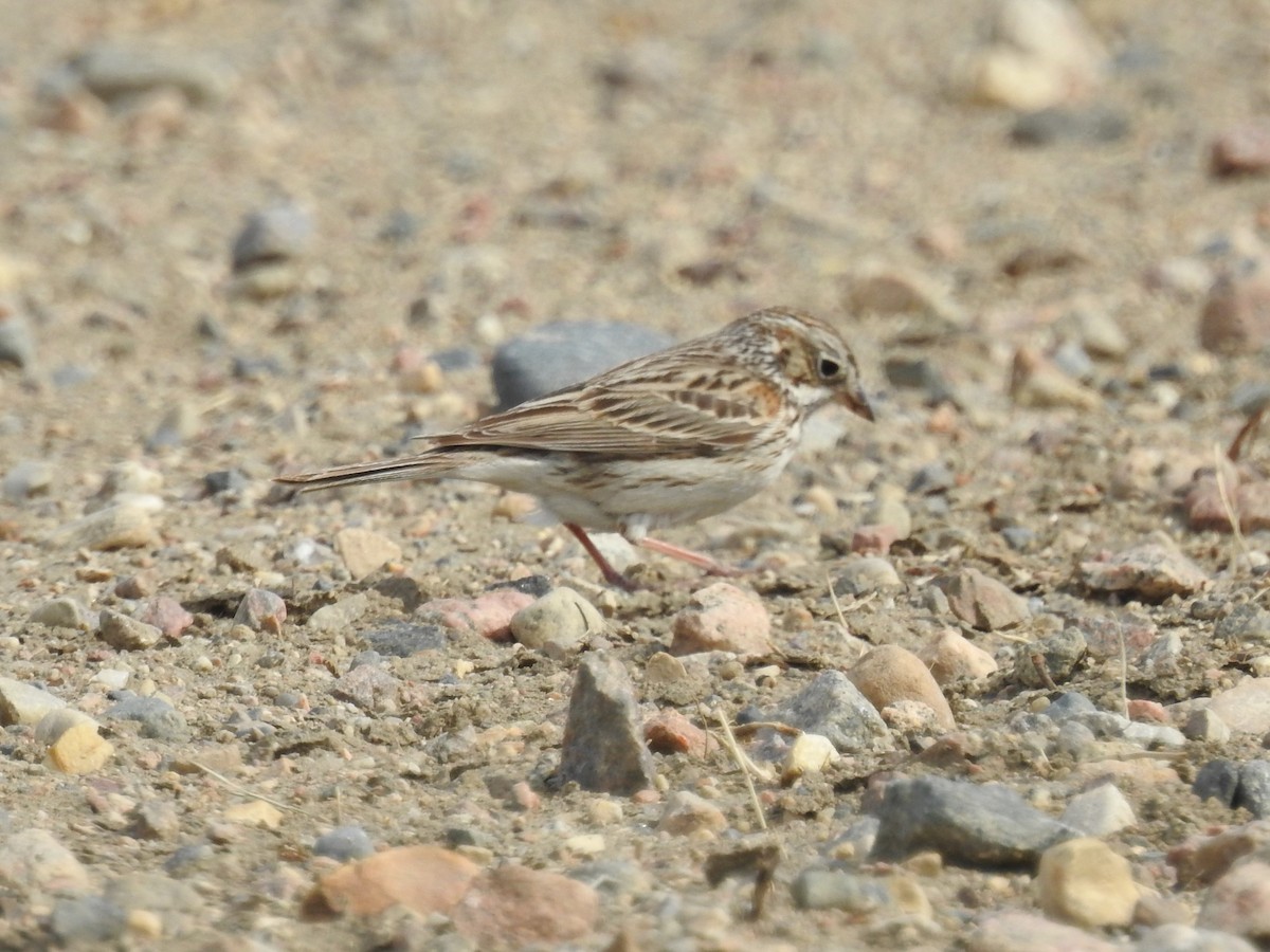 Vesper Sparrow - ML188459051