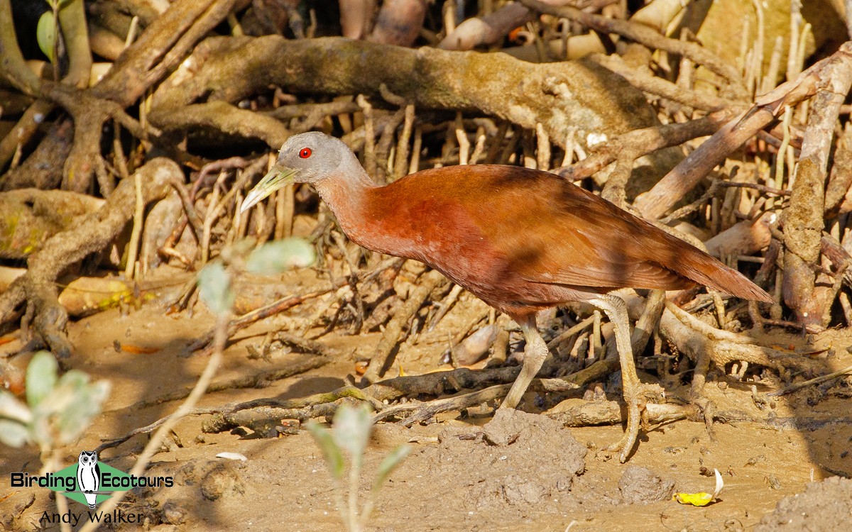 Chestnut Rail - ML188459781