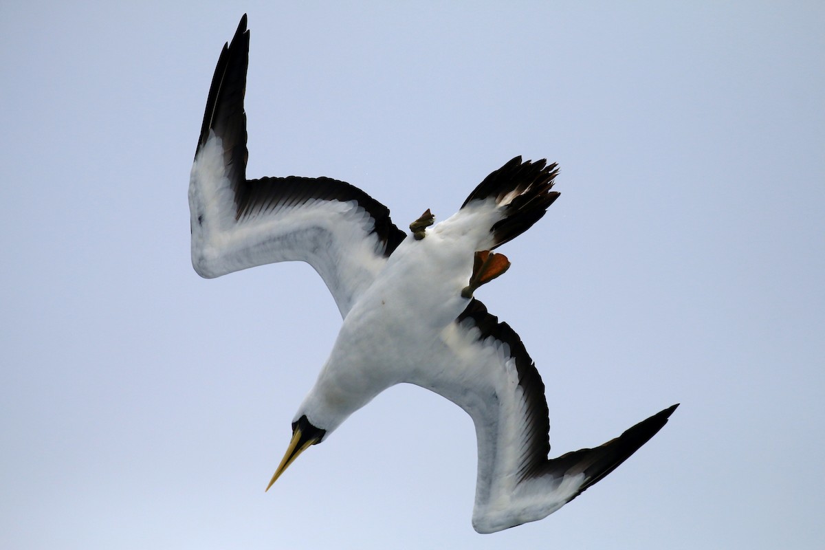 Masked Booby - Blake Wen