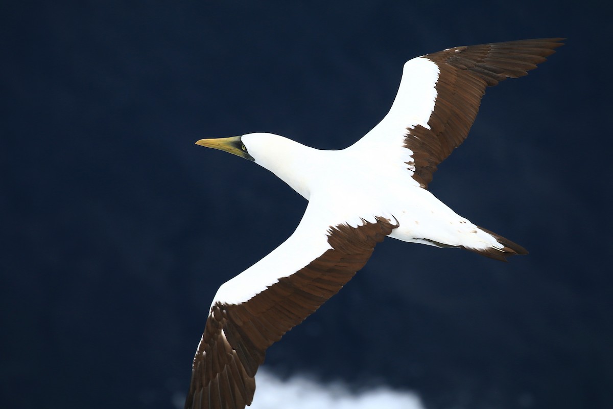 Masked Booby - Blake Wen