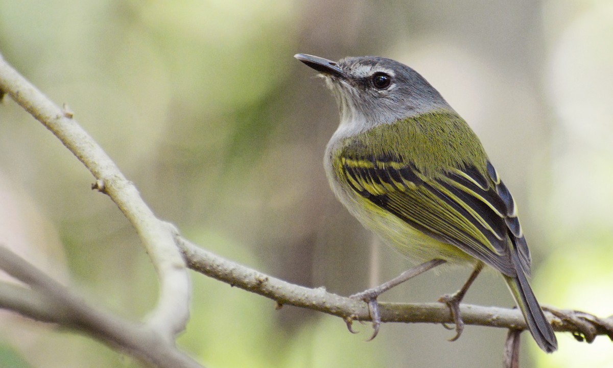 Slate-headed Tody-Flycatcher - Jorge Dangel