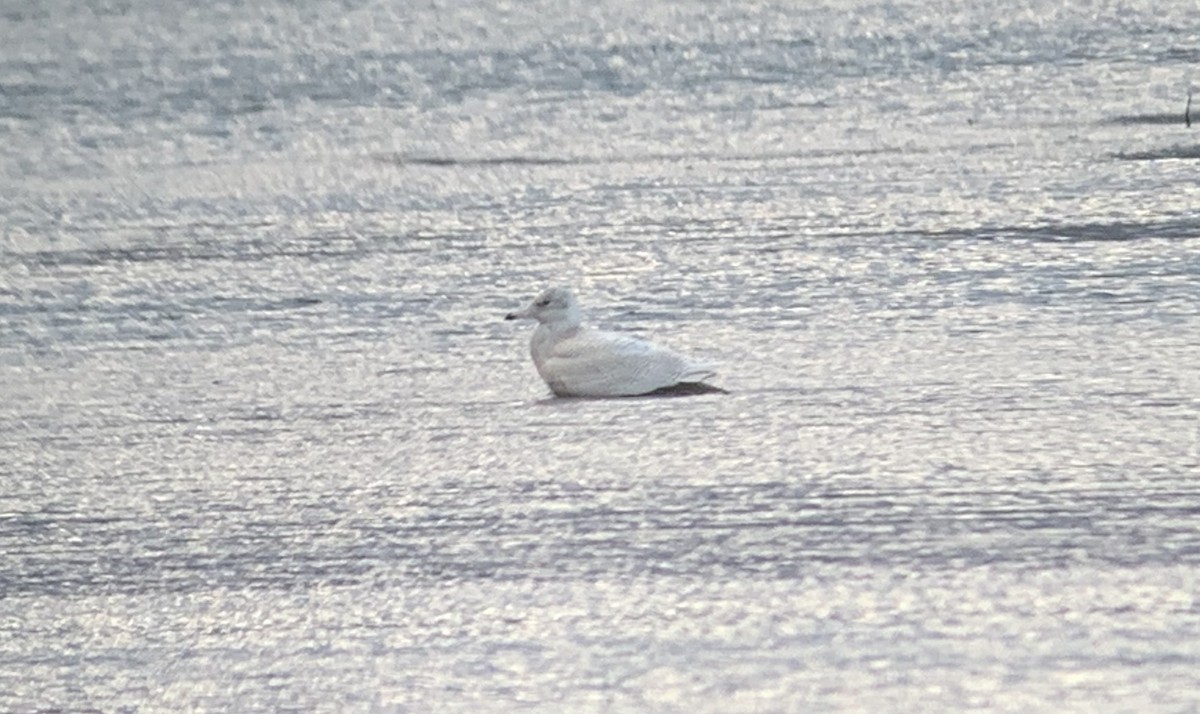 Glaucous Gull - ML188462371