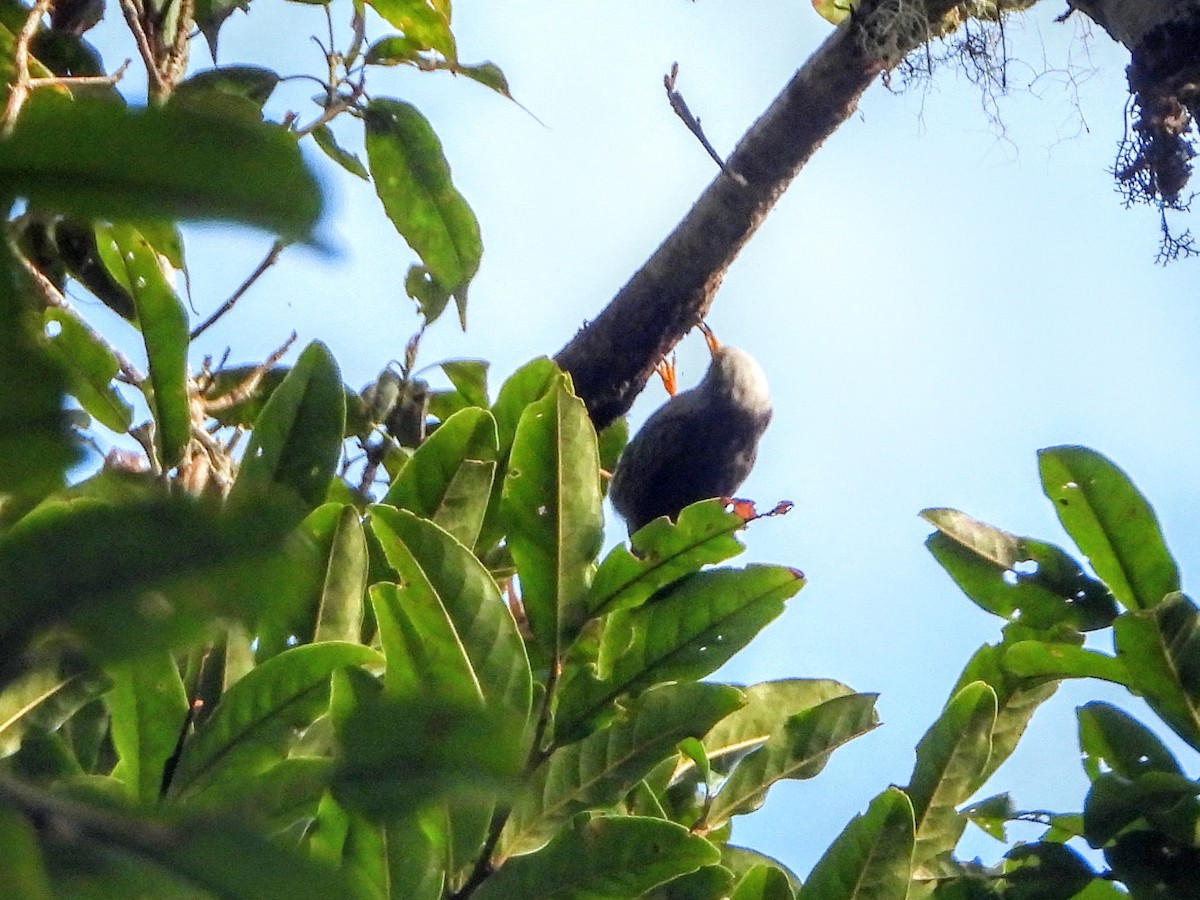 Papuan Sittella - Warren Regelmann