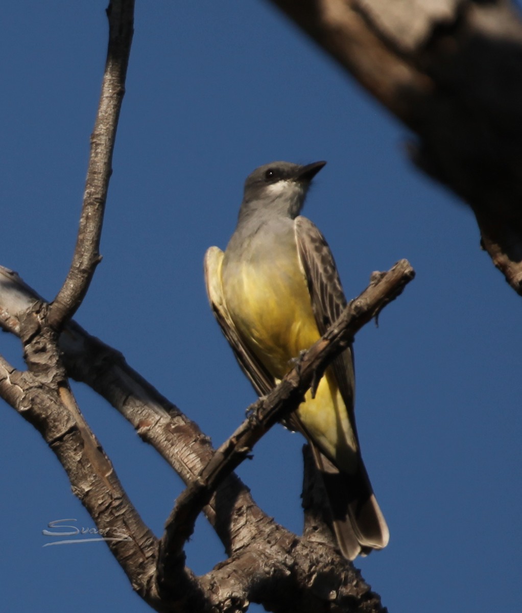 Cassin's Kingbird - Karen Suarez