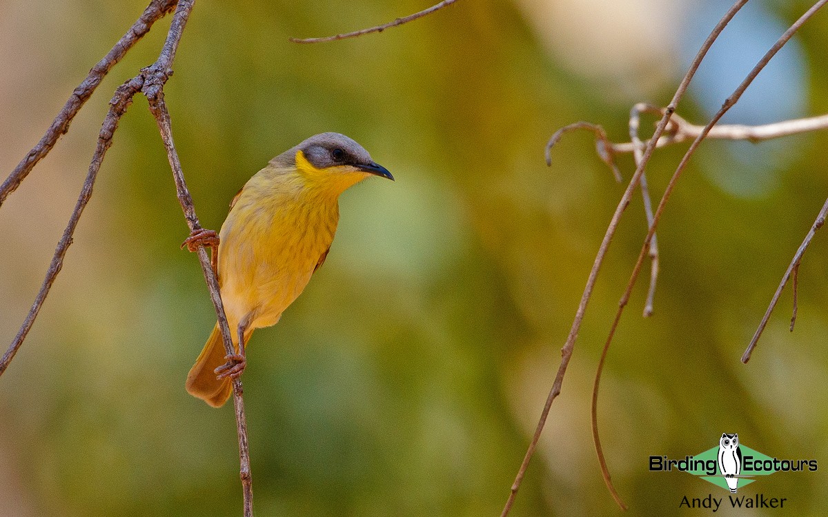 Gray-headed Honeyeater - ML188464951