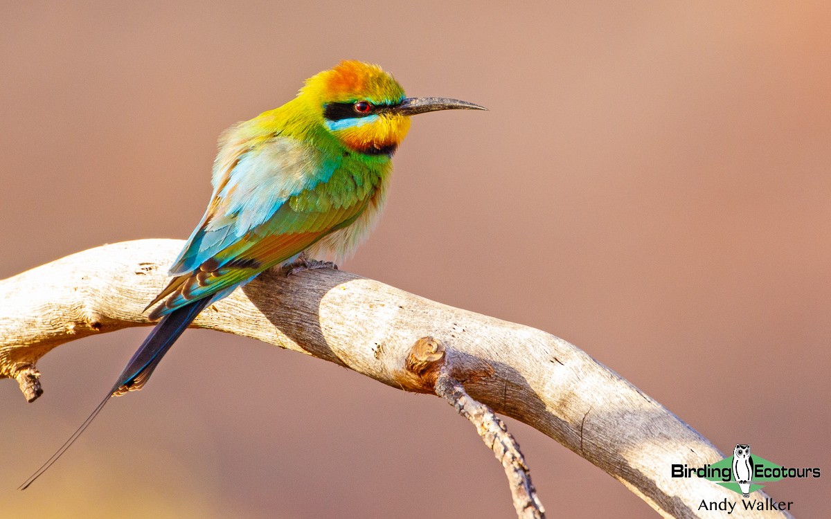 Rainbow Bee-eater - ML188465421