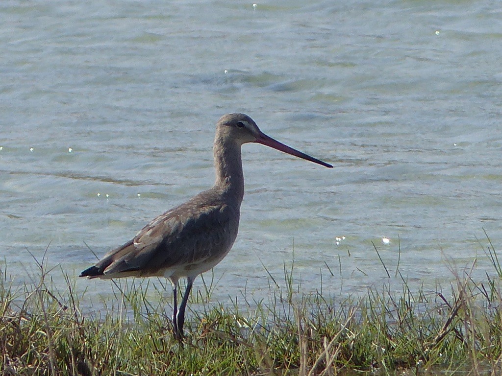 Bar-tailed Godwit - ML188465561