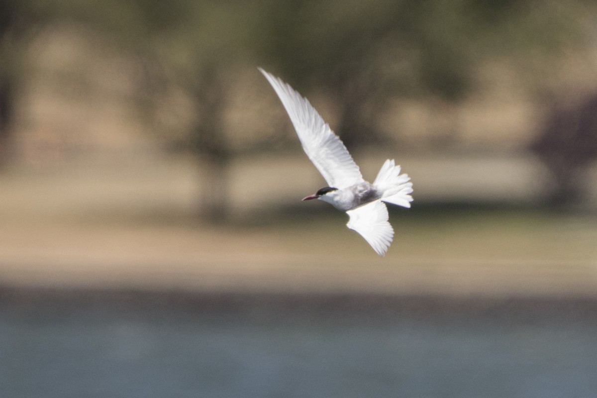 Whiskered Tern - ML188468701