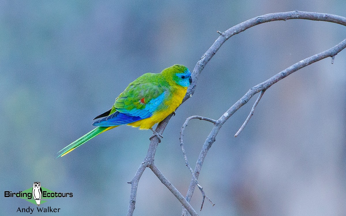 Turquoise Parrot - ML188468941