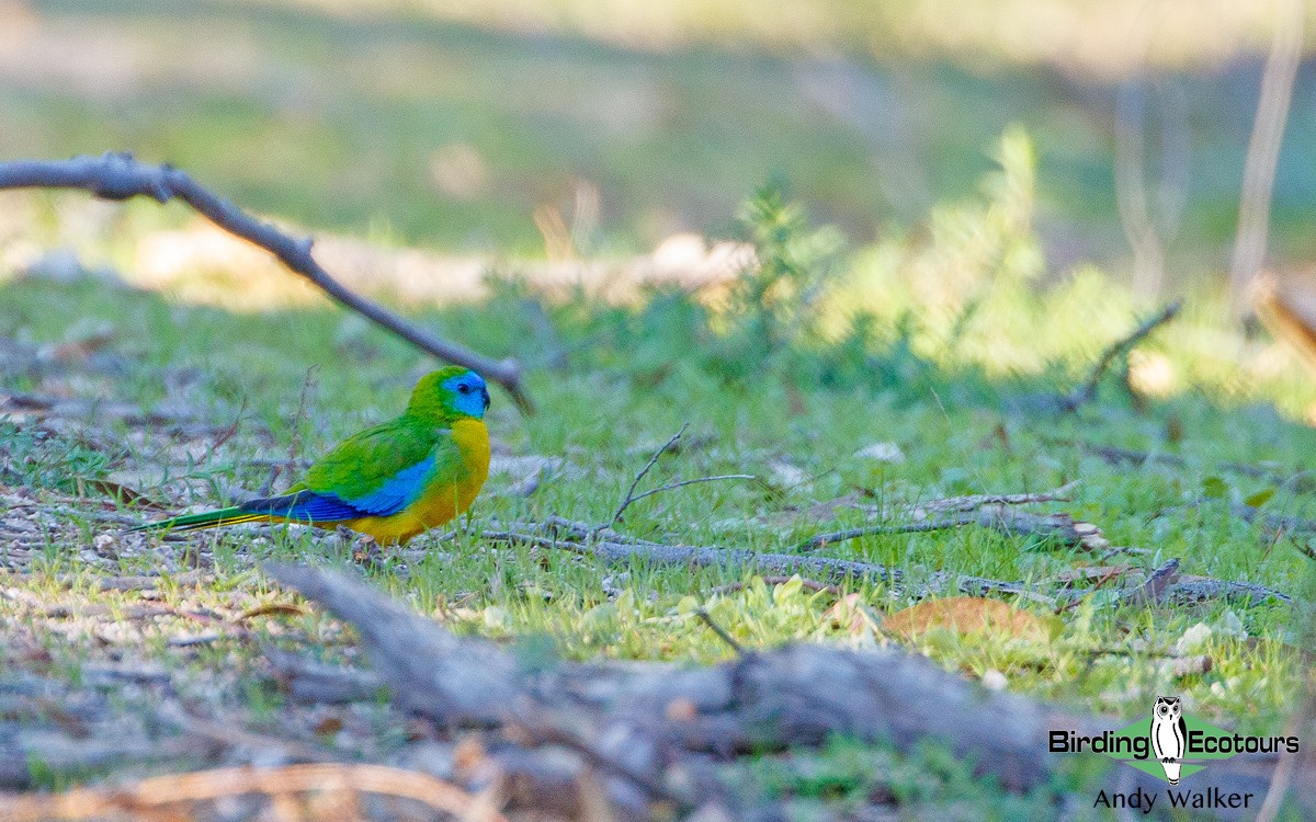 Turquoise Parrot - ML188468951