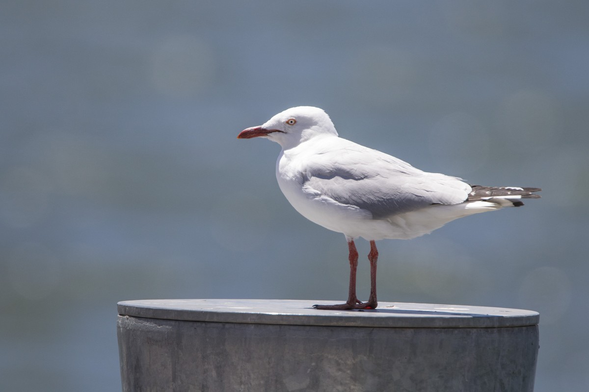 Silver Gull (Silver) - ML188469081