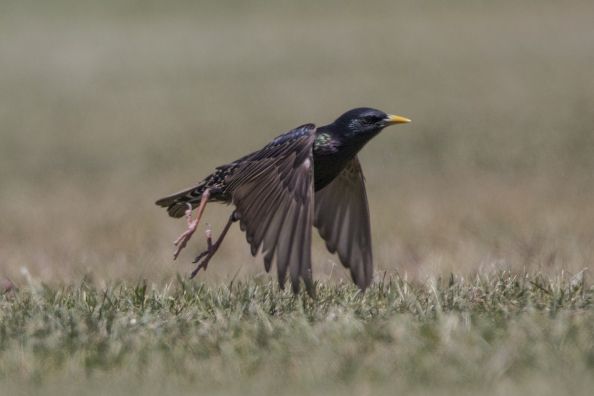 European Starling - ML188469101