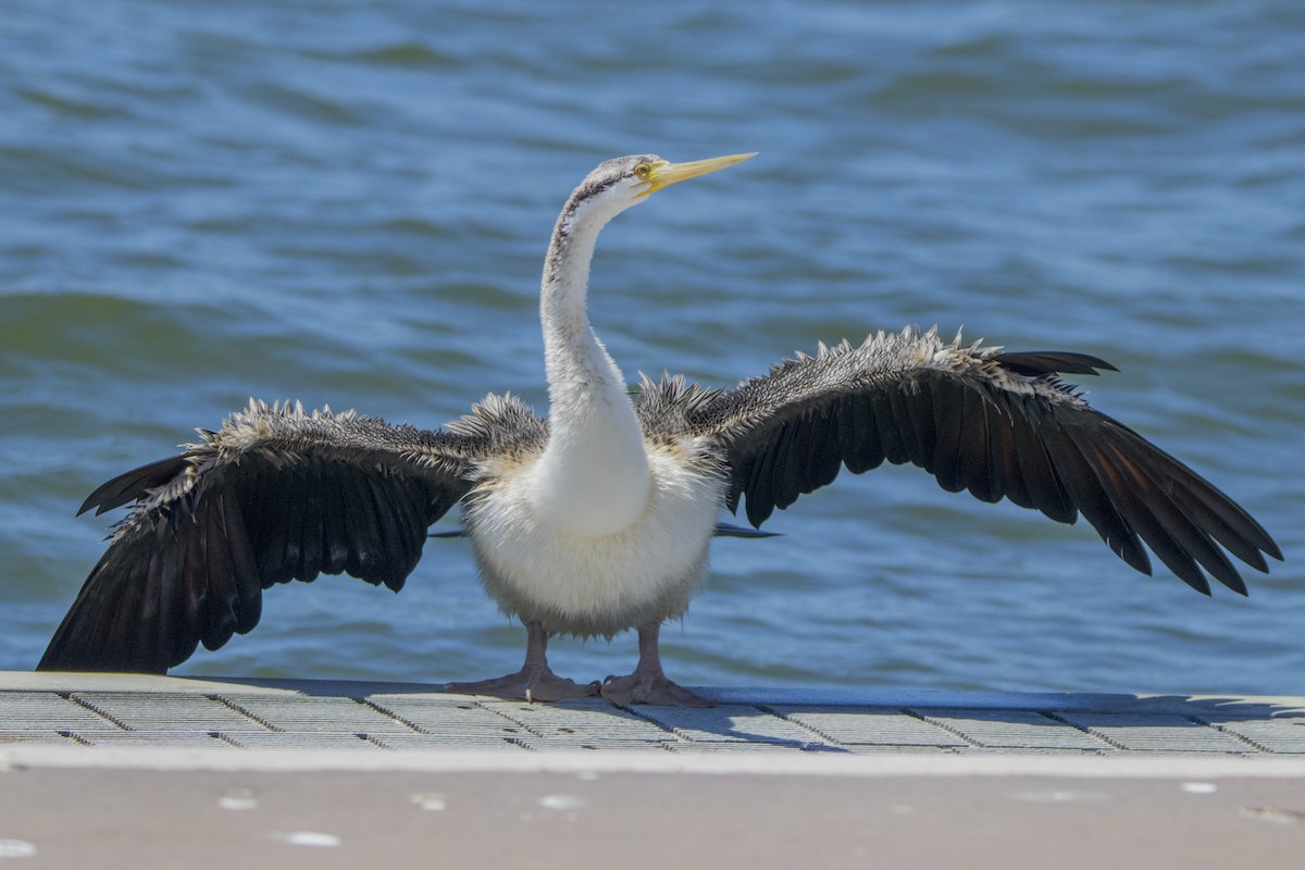 Australasian Darter - ML188469921