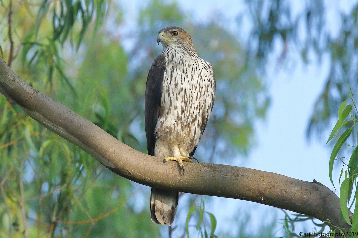 Bonelli's Eagle - ML188471031