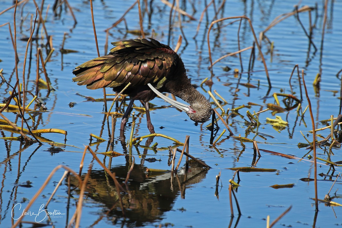 Ibis à face blanche - ML188474781