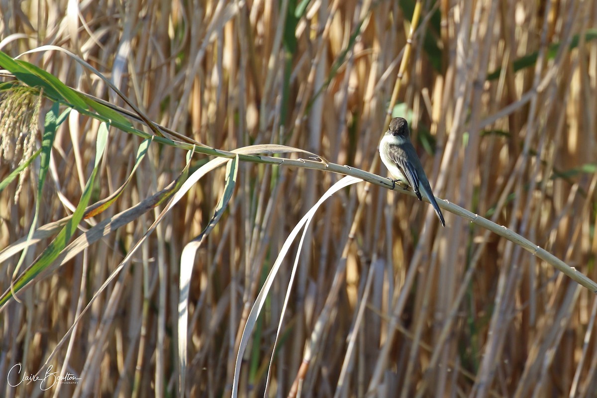 Eastern Phoebe - ML188475011