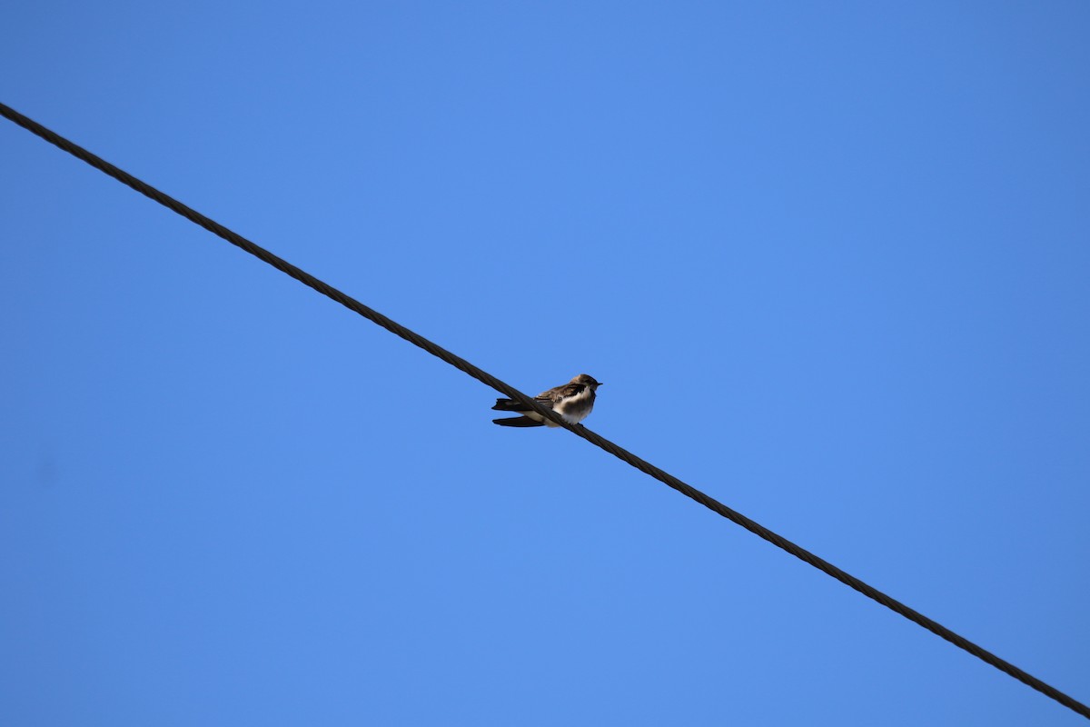 Tree Swallow - ML188475291