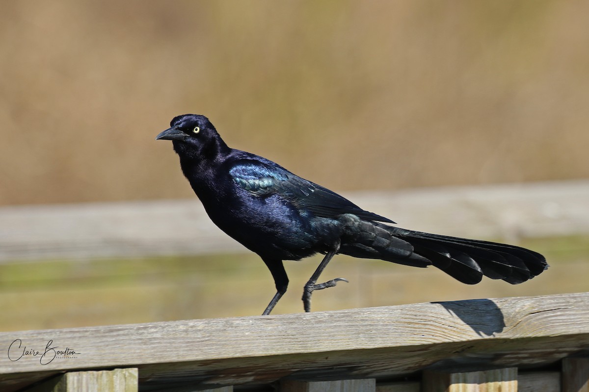 Great-tailed Grackle - ML188475531