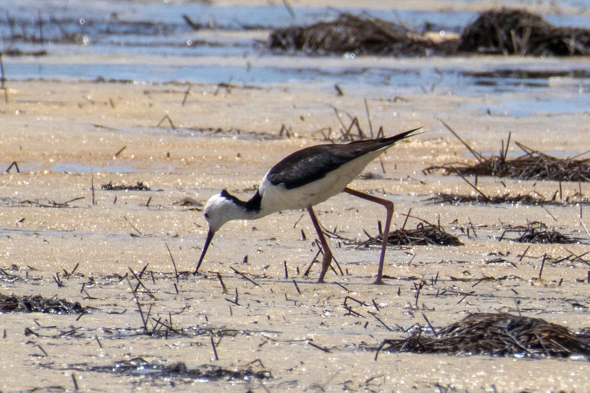 Pied Stilt - ML188475601