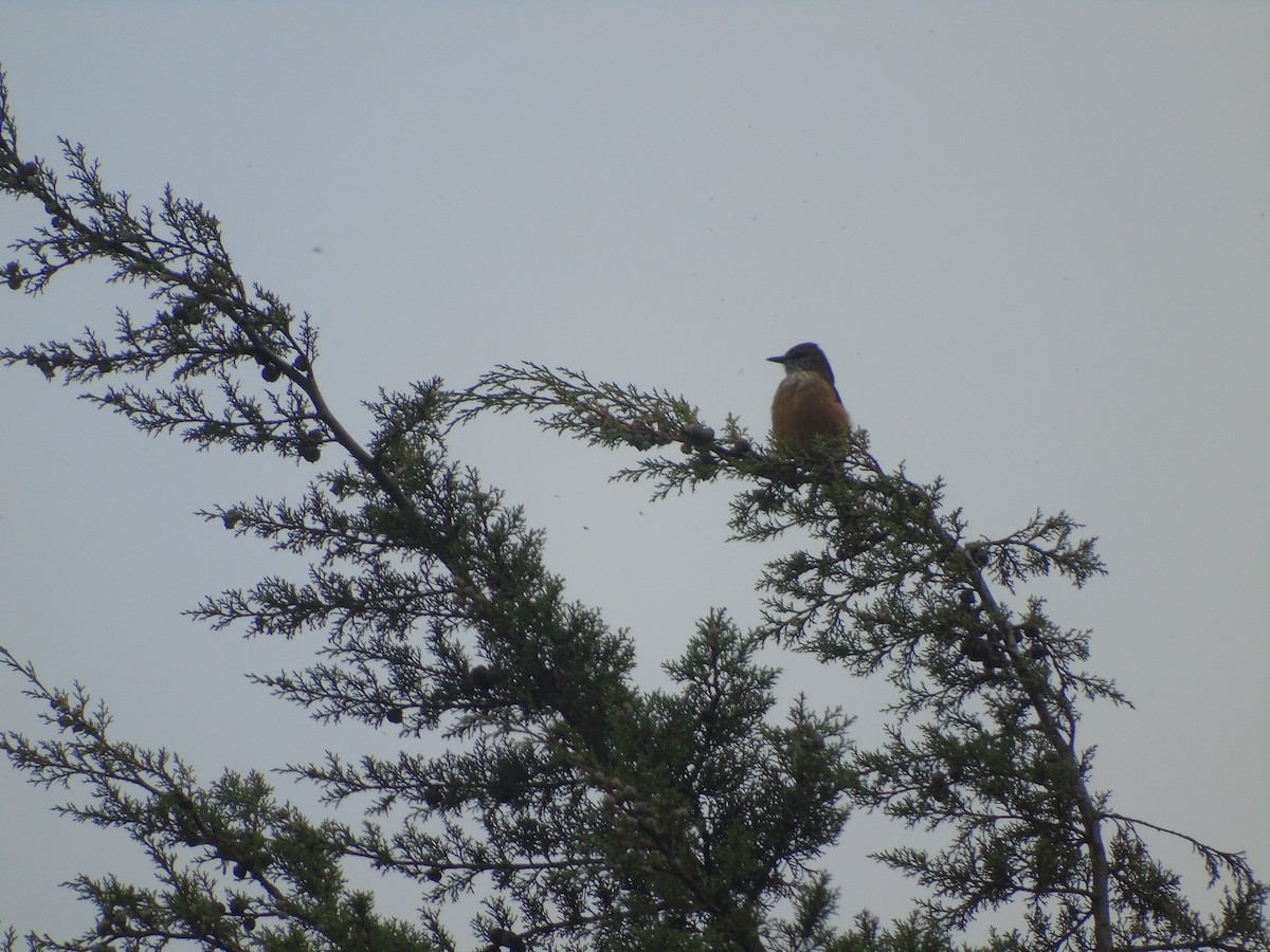 Streak-throated Bush-Tyrant - Nurys Silva